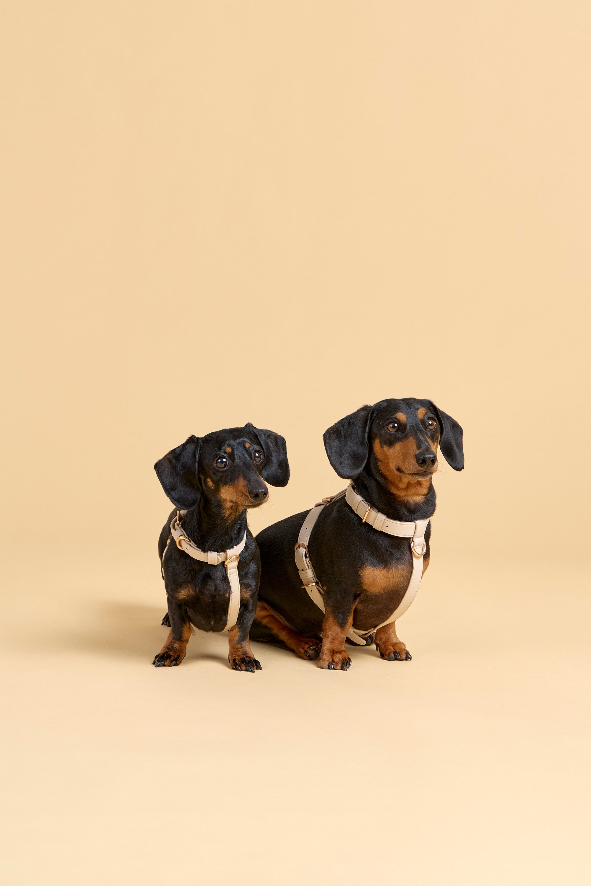 Classic Harness Set – Vanilla Cream