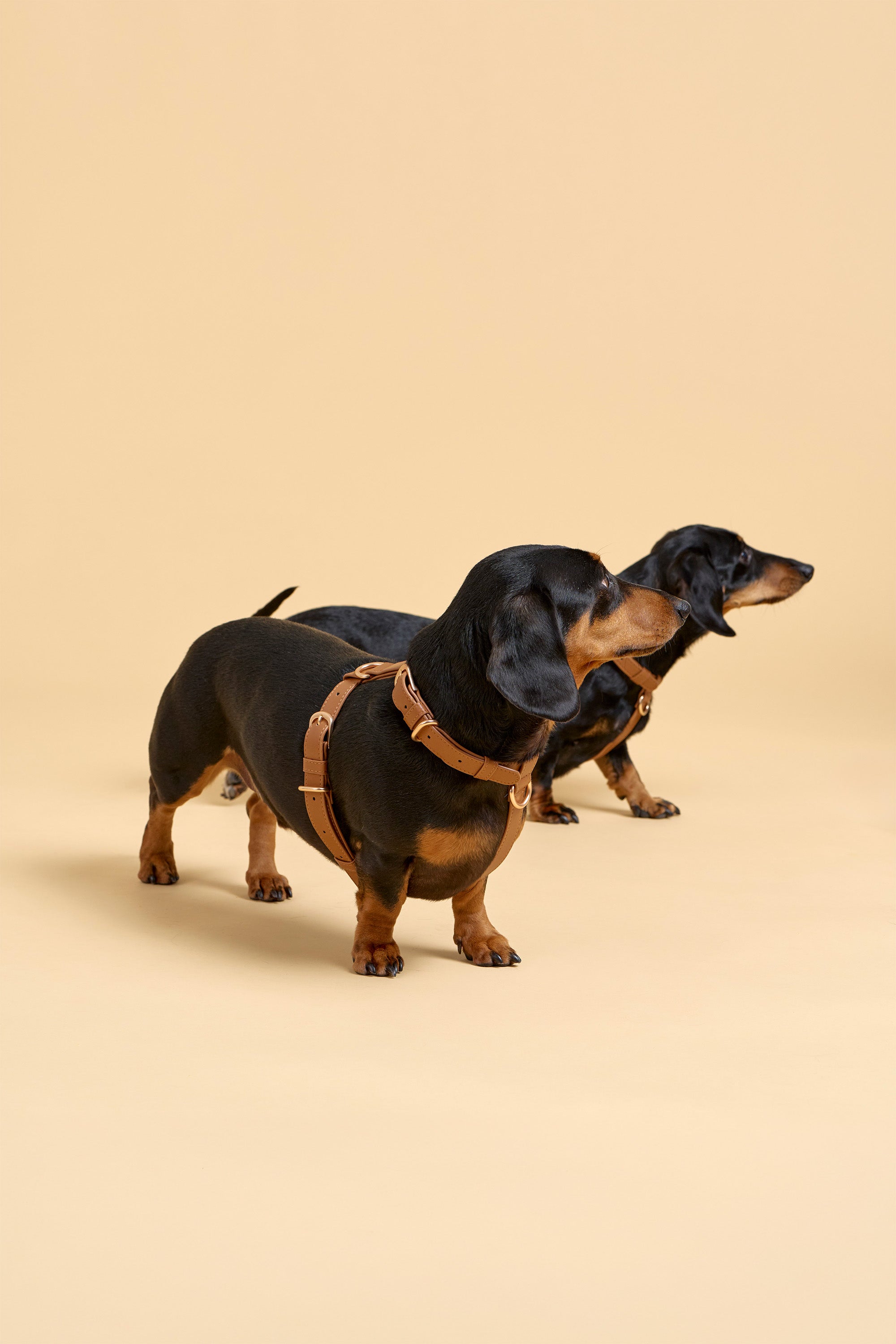 Classic Harness – Caramel Brown