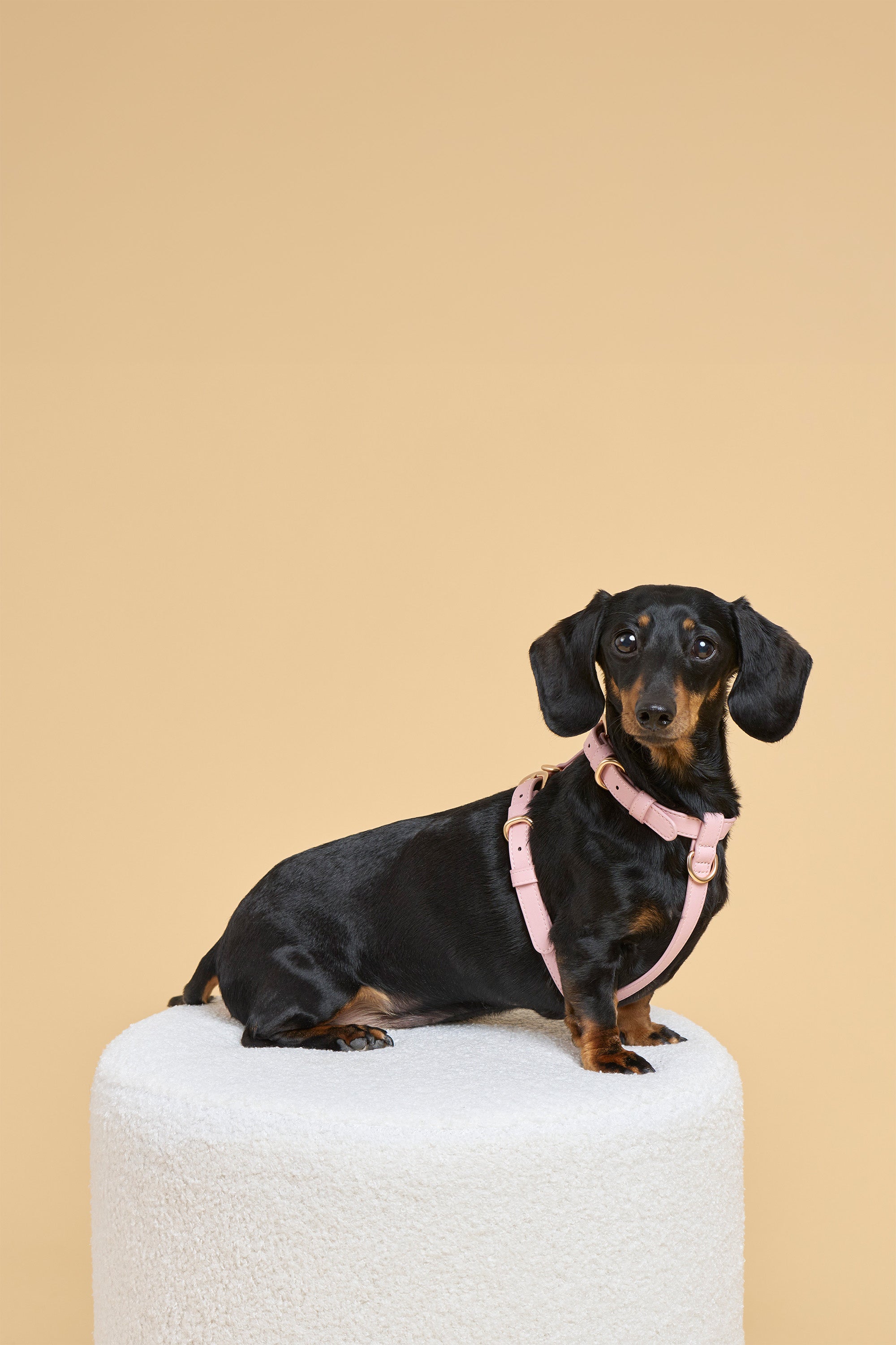 Classic Harness – Blush Pink