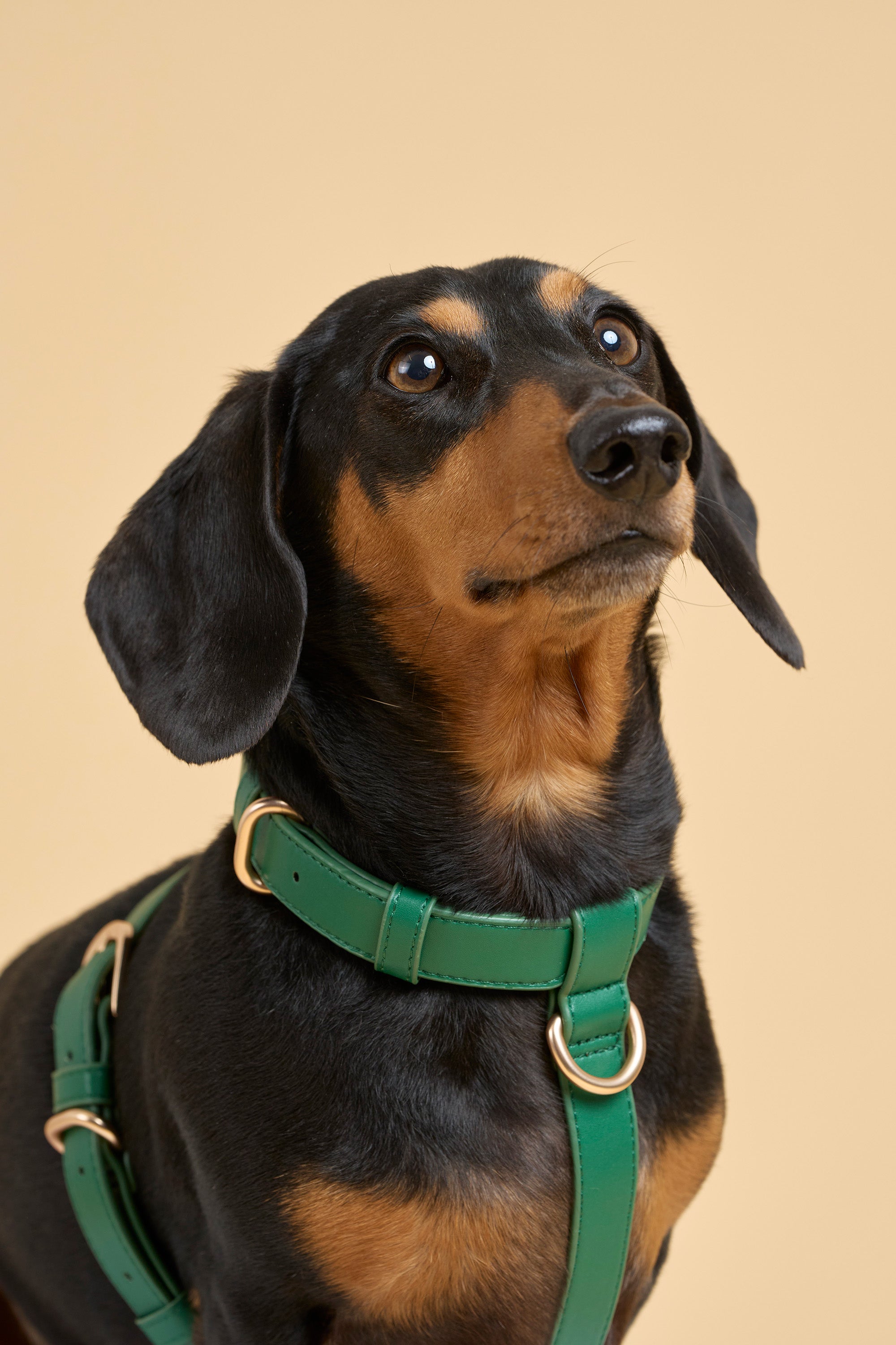 Signature Walk Set – Emerald Green