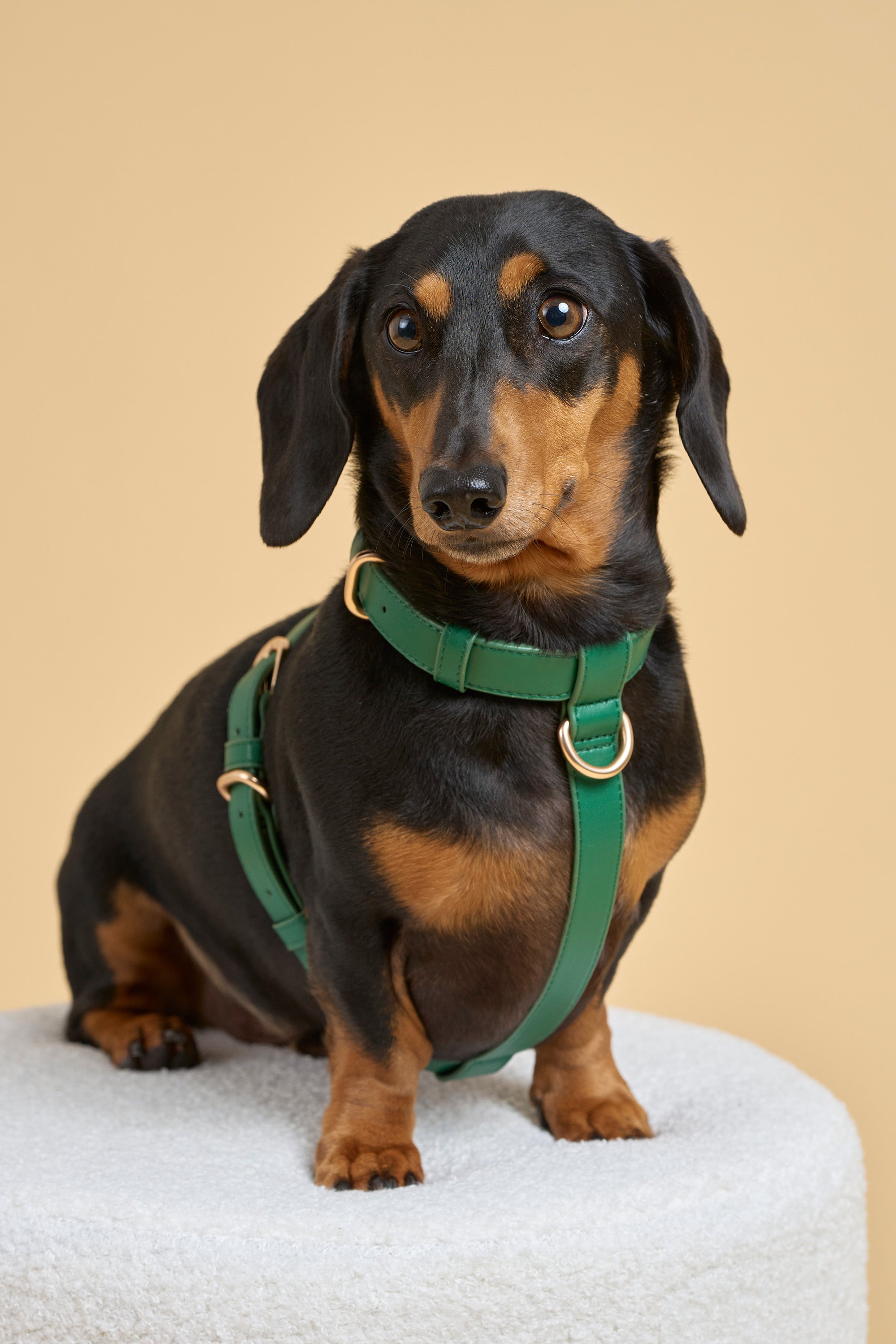 Signature Walk Set – Emerald Green