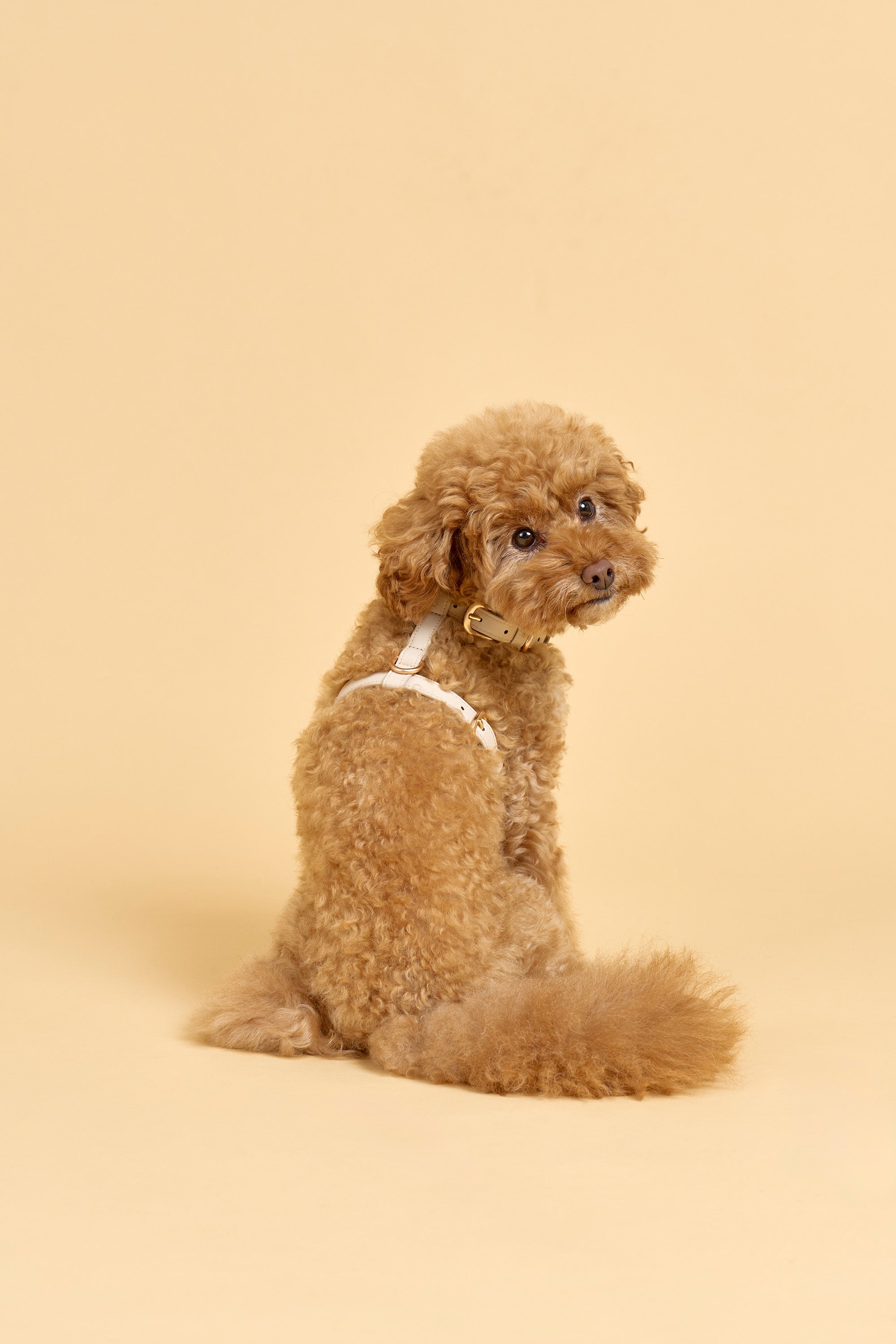 Classic Harness Set – Vanilla Cream