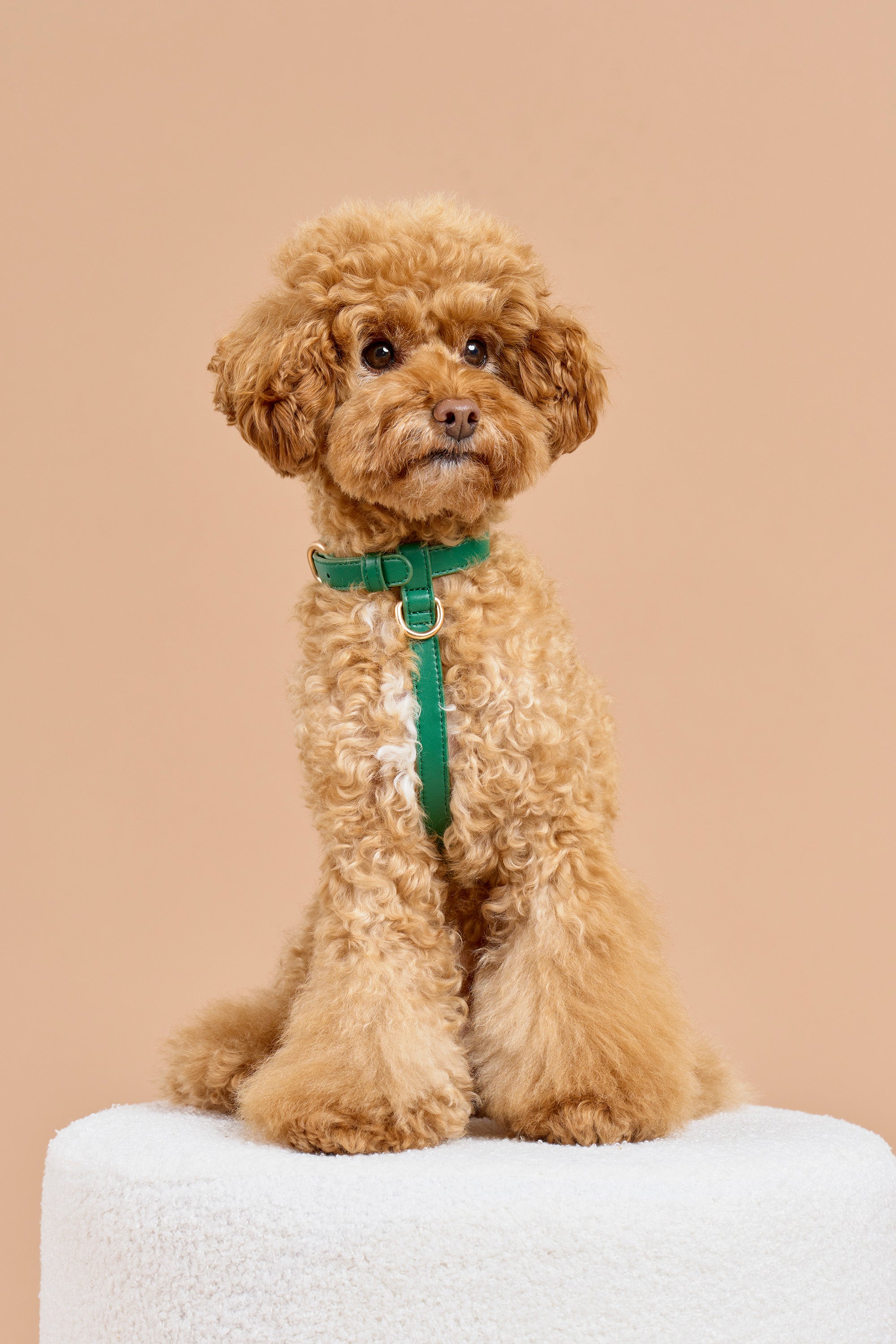 Classic Harness Set – Emerald Green