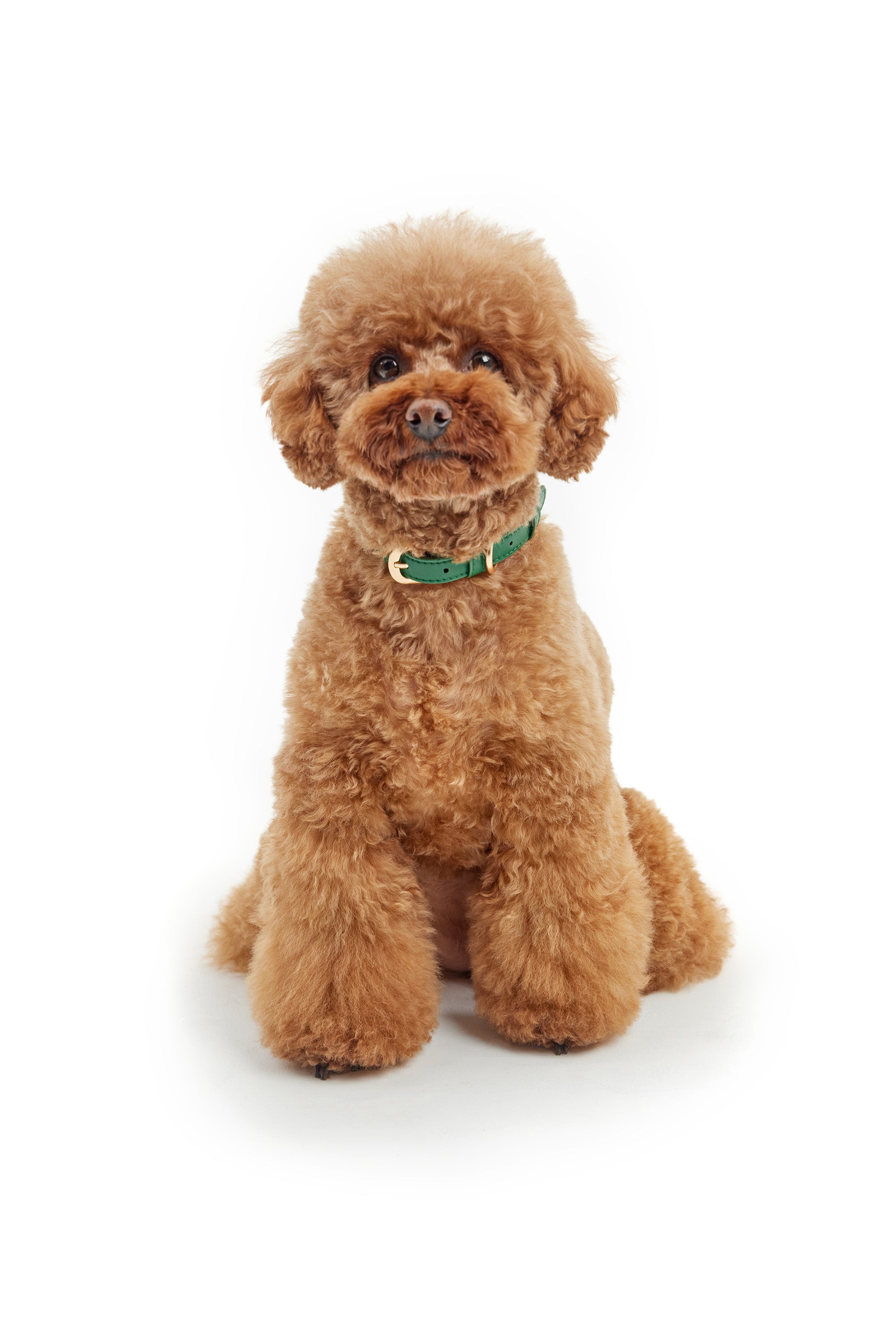 Classic Collar – Emerald Green