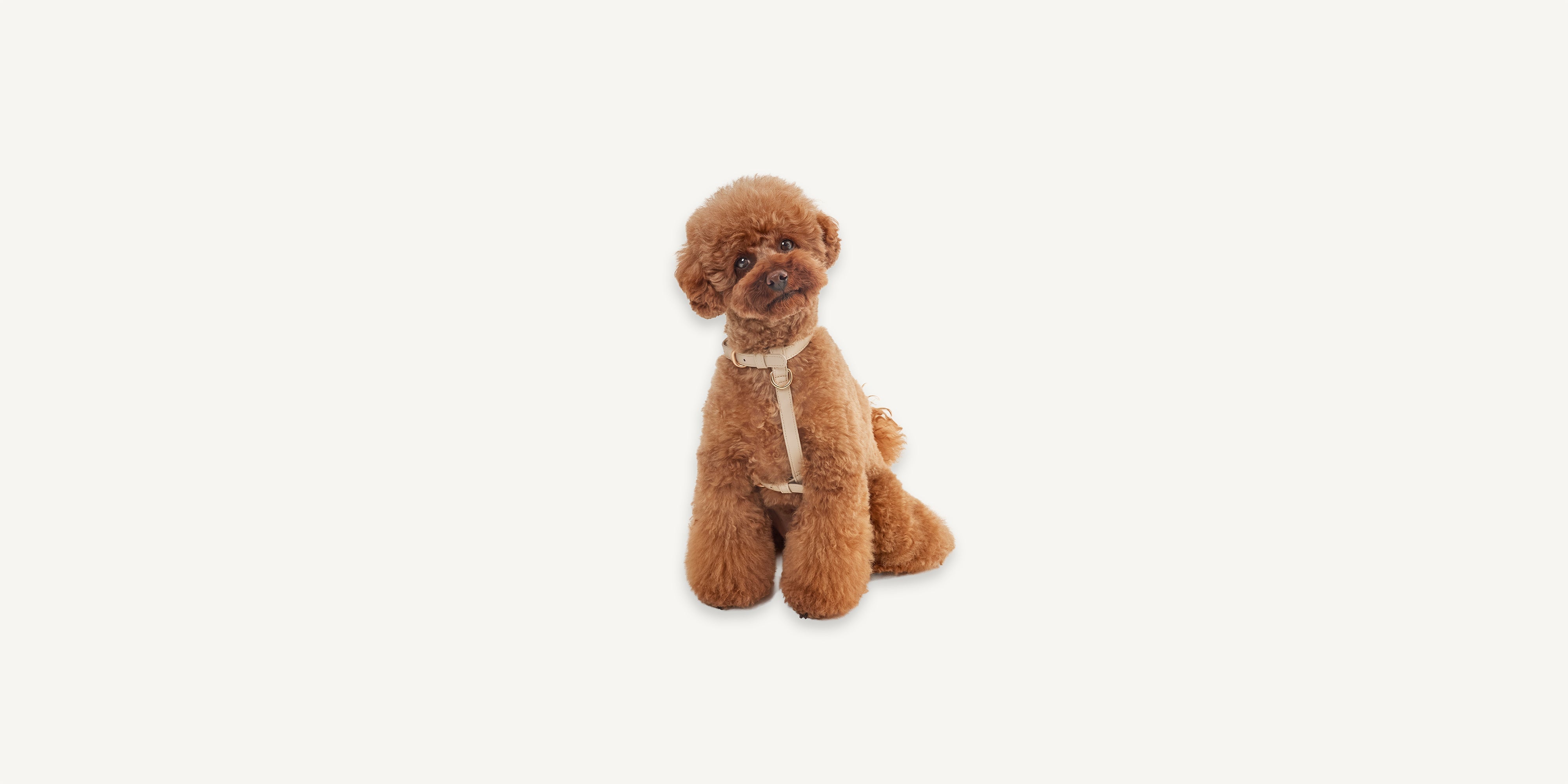 How to Choose the Best Harness for a Small or Medium Dog