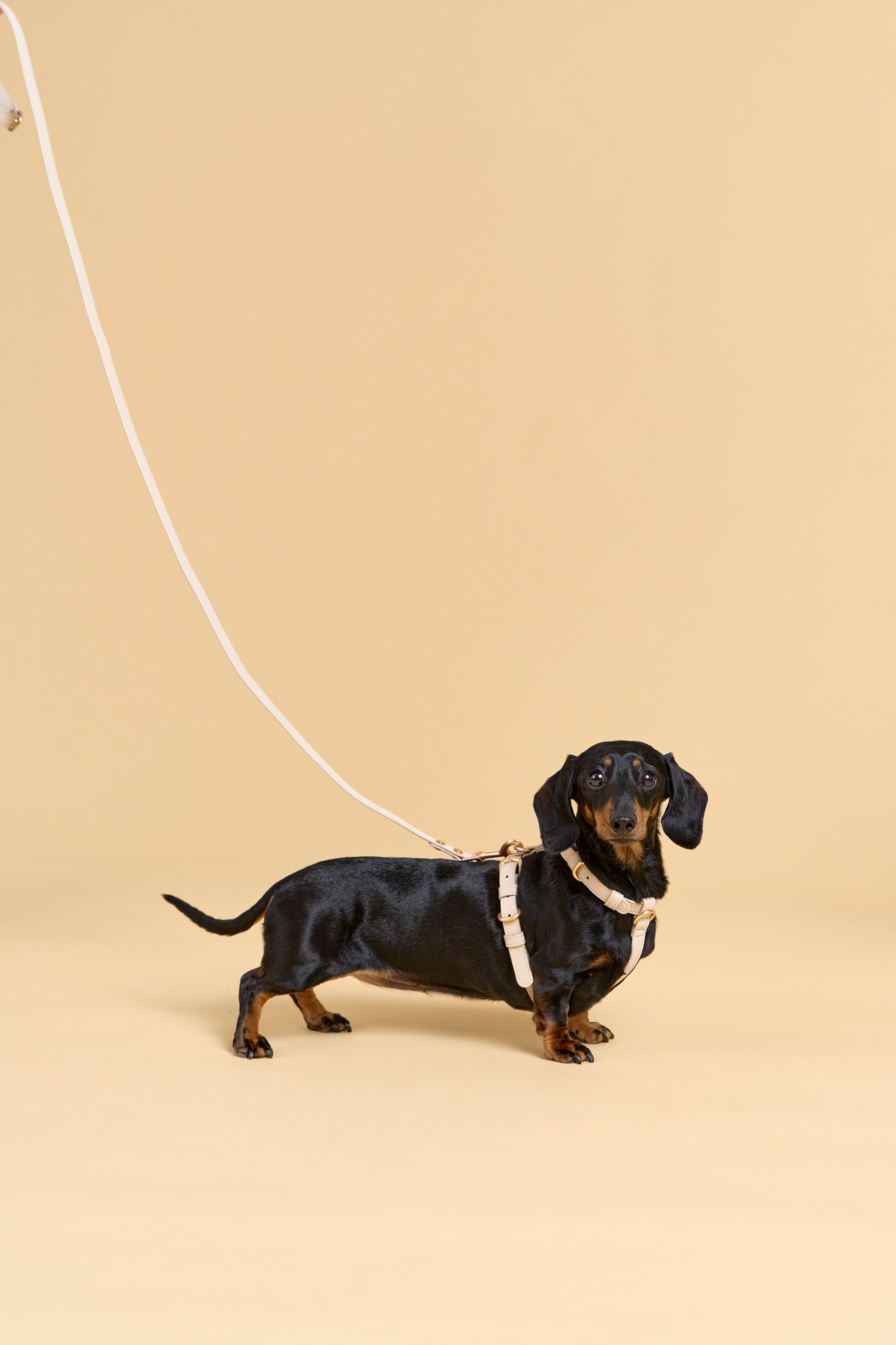 Classic Harness Set – Vanilla Cream