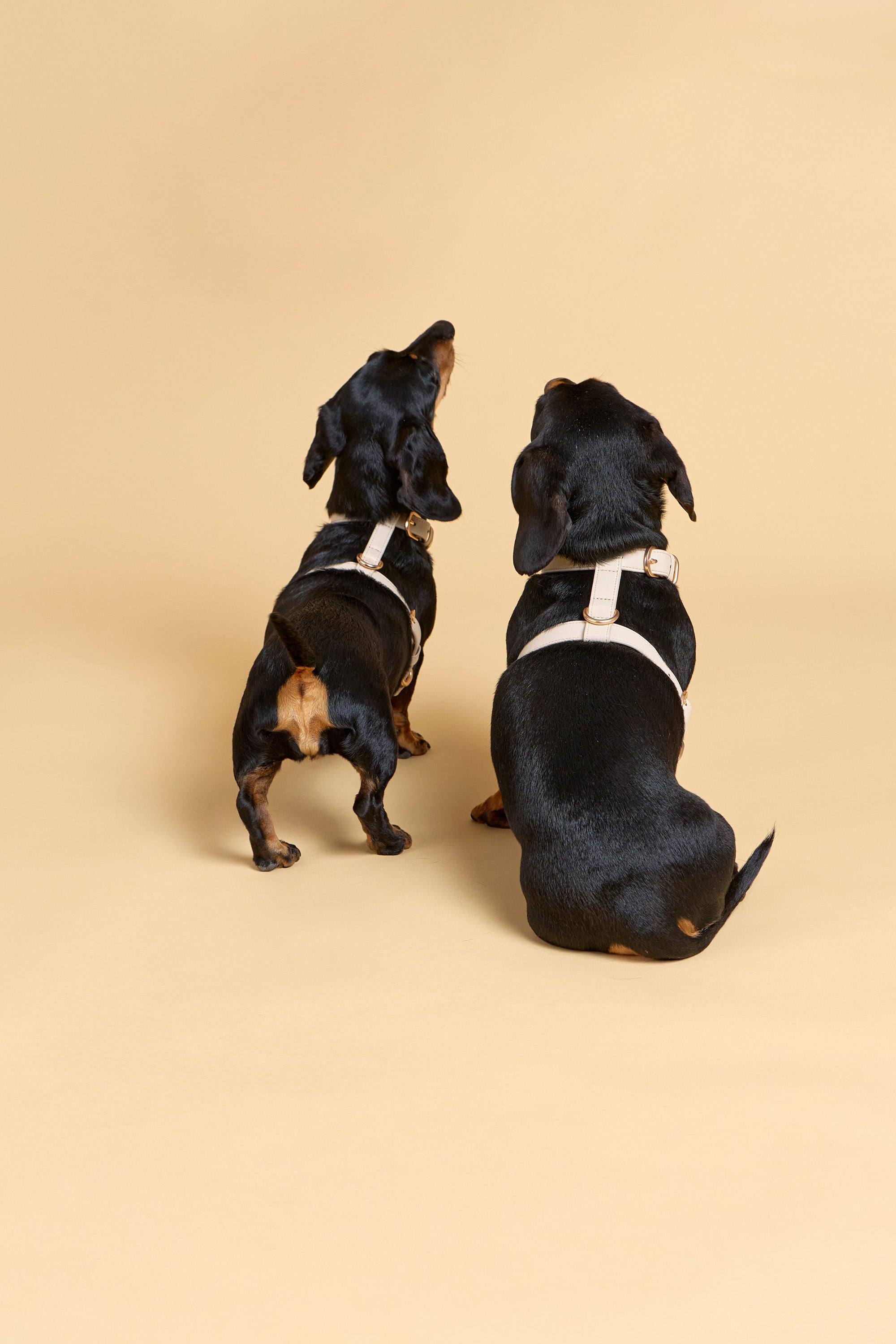 Classic Harness Set – Vanilla Cream