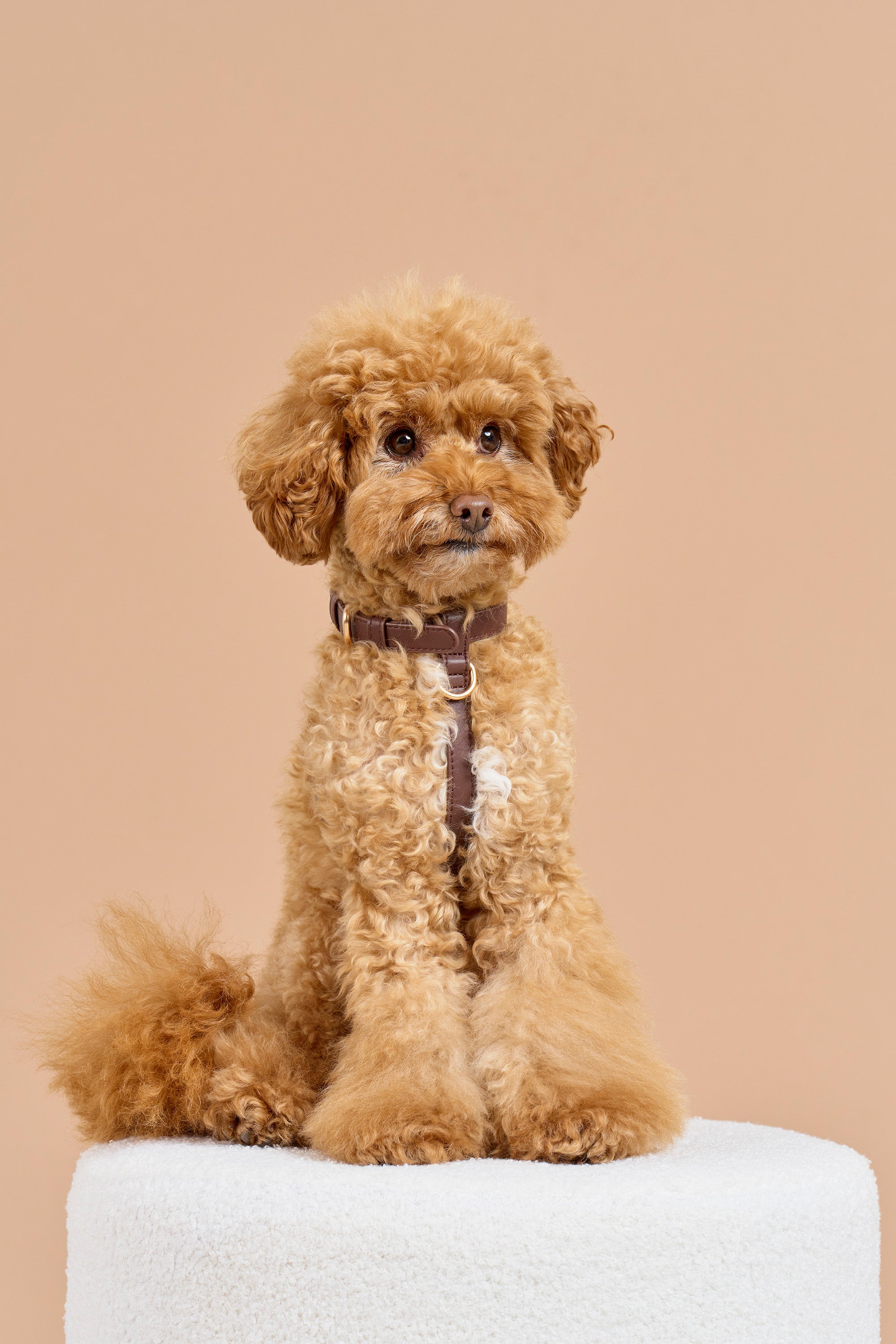 Classic Harness Set – Dark Chocolate