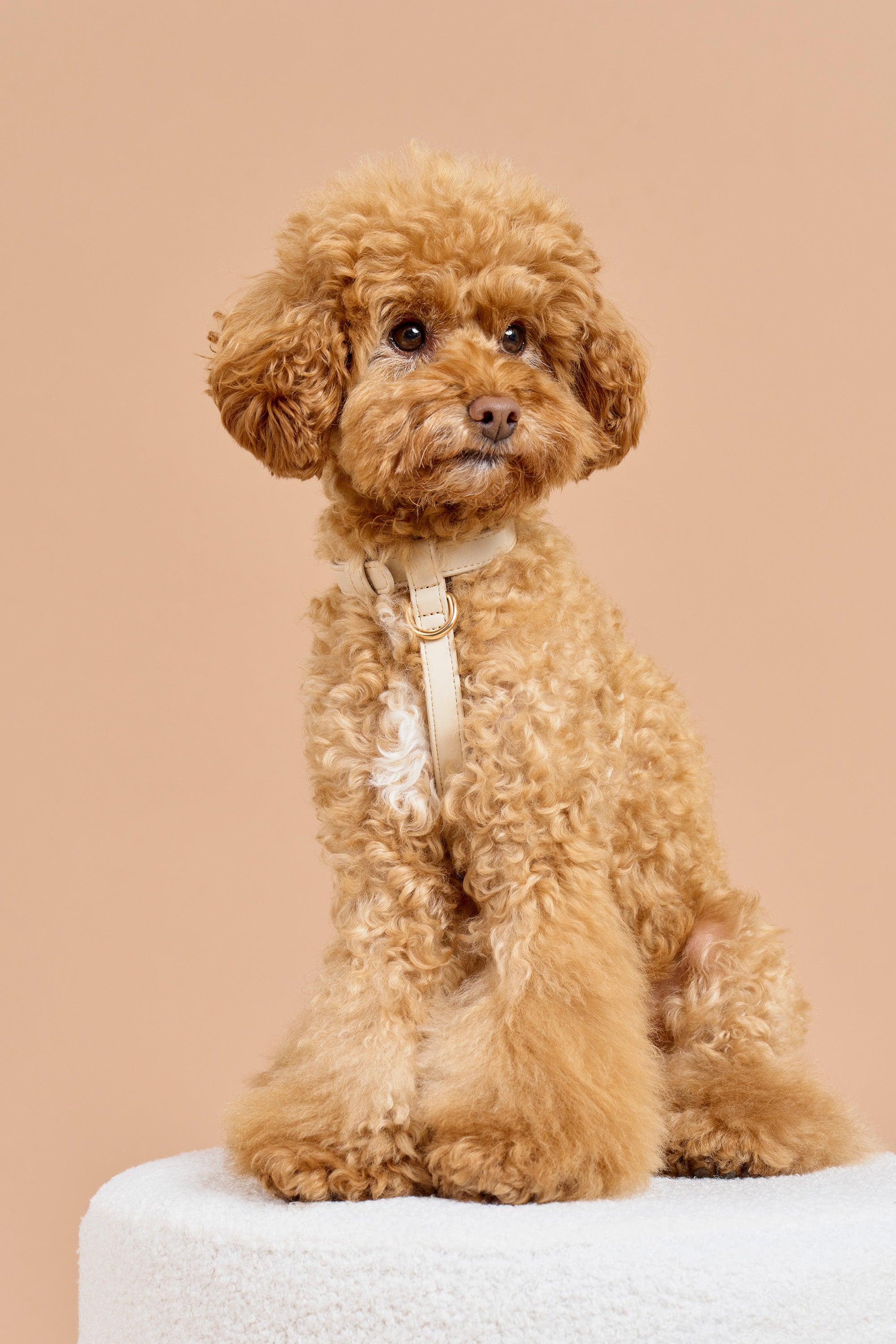 Classic Harness Set – Vanilla Cream