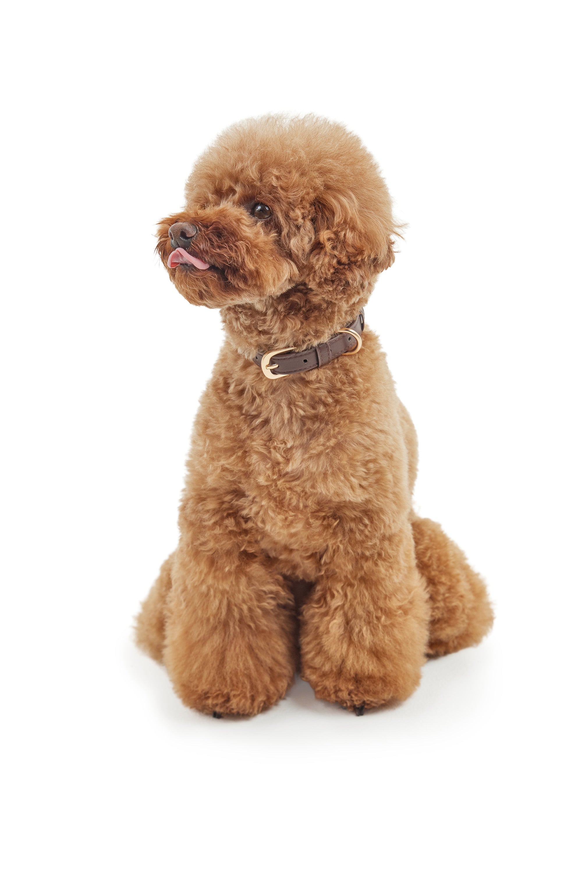 Classic Collar – Dark Chocolate